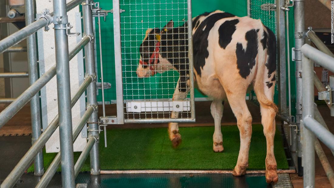 Scientists are potty-training cows in a bid to help save the planet - CNN