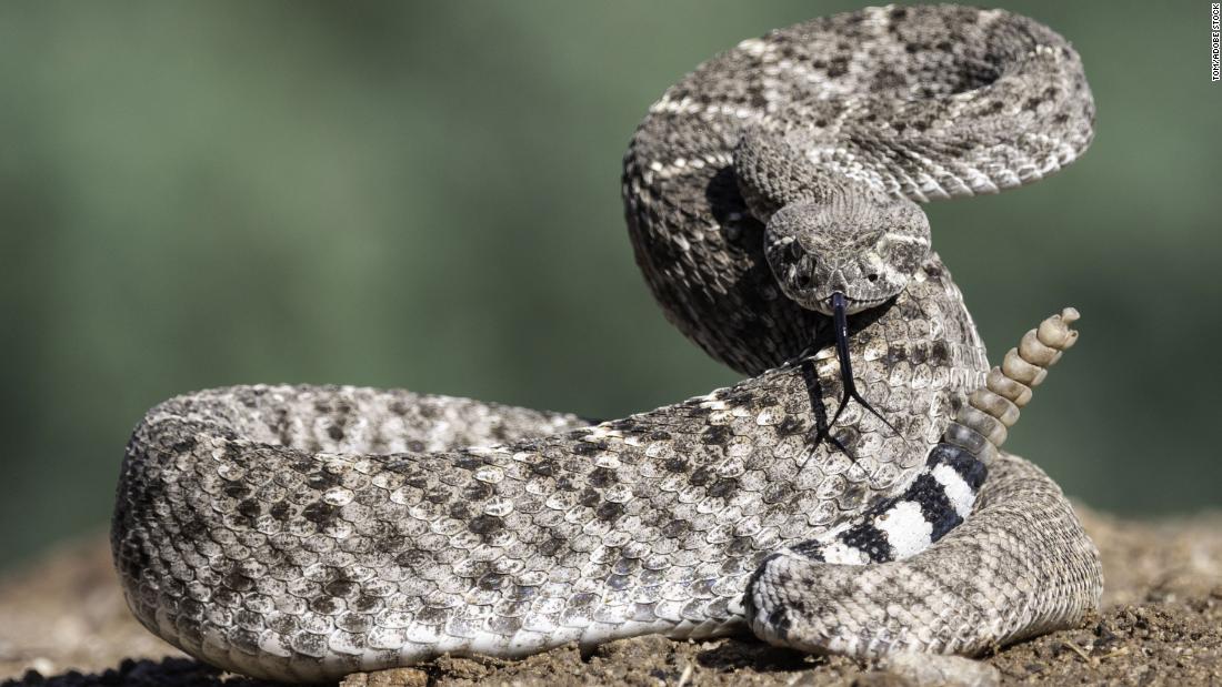 Rattlesnakes change their rattle frequency based on nearby threats - CNN