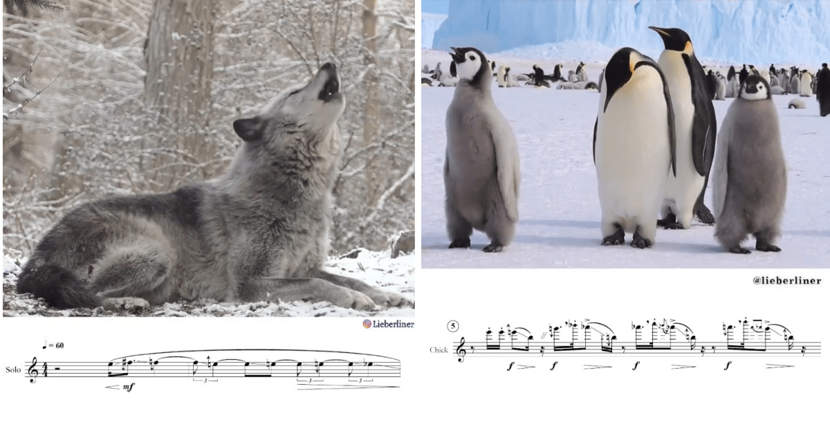 Composer transcribes animal sounds to sheet music | Boing Boing
