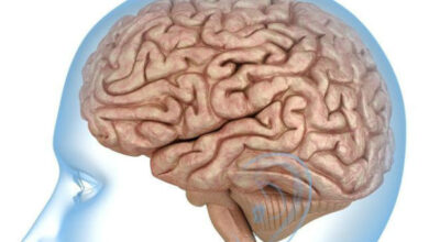 مغز چگونه می‌تواند پرخوری را محدود کند؟