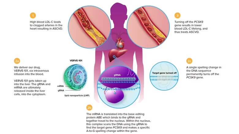 اصلاح ژن برای درمان حملات قلبی