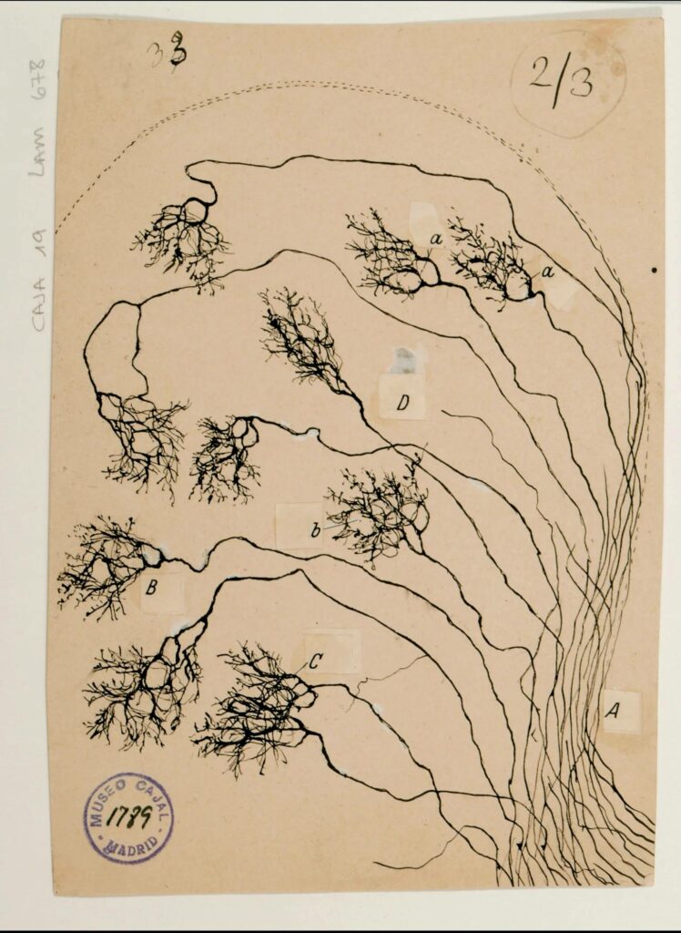 نقاشی سانتیاگو رامون ئی کاخال از نورون ها
