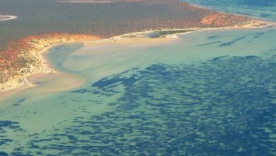 بزرگ‌ترین و احتمالا قدیمی‌ترین گیاه دنیا در ساحل استرالیا کشف شد