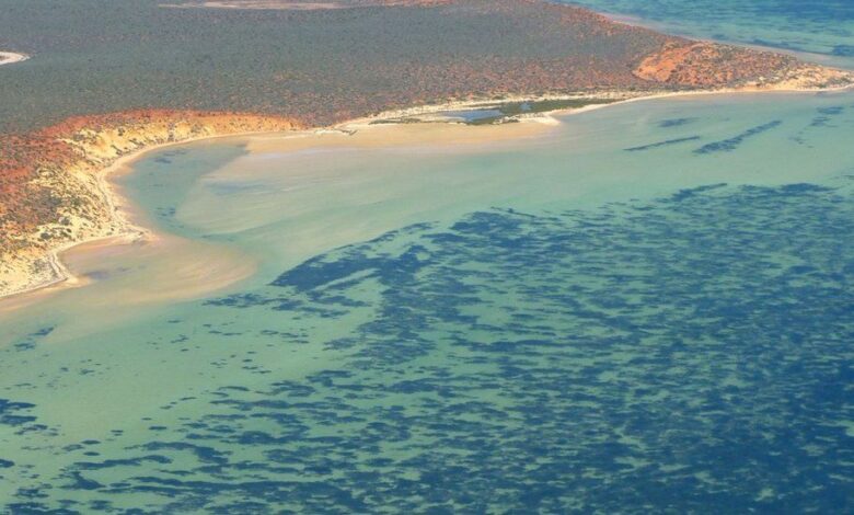 بزرگ‌ترین و احتمالا قدیمی‌ترین گیاه دنیا در ساحل استرالیا کشف شد